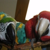 NW Bird Rescue gallery