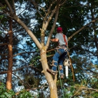 Allison Tree service & Stump Removal