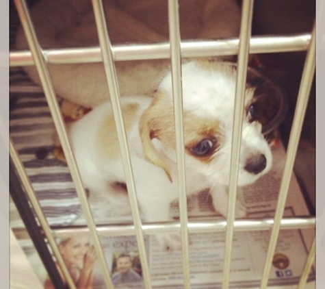 Arizona Humane Society - Phoenix, AZ