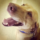 Nash County Animal Hospital - Veterinarians