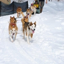 Heywood Kennels Sled Dog Adventures - Tourist Information & Attractions