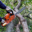 Tree Service Kings - Tree Service