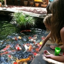 Splender Koi & Pond - Ponds & Pond Supplies