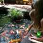 Splendor Koi and Pond