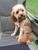 The Pampered Pooch Mobile Dog Grooming Forster / Tuncurry NSW - Dog & Cat Clipping & Grooming