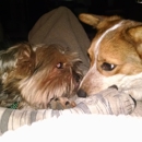 Fur Babies - Portrait Photographers