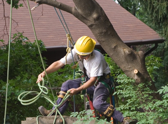 Neighborhood Tree Service - Chevy Chase, MD