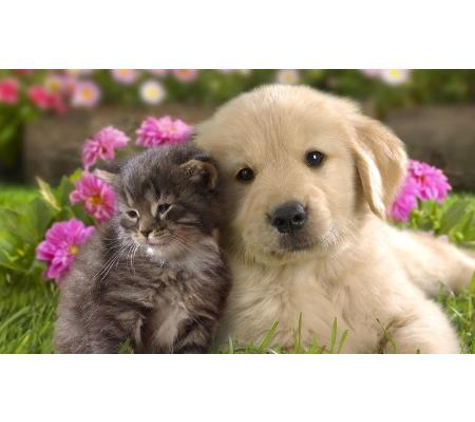 North Bundaberg Vet Surgery - Bundaberg North, QLD