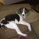 The Darling Dog Pet Salon - Pet Services