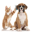 Carolina Pet Sitters - Pet Sitting & Exercising Services