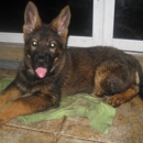 HARTER HUND GERMAN SHEPHERDS - Pet Training