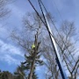 D&L Tree Service