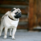 Lucky Dog - Dog Walking, Pet Sitting & Customized Pet Services