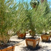 Roadrunner Tree Farm & Casa Del Zorro Nursery gallery