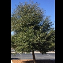 Hultgren Tree Service, LLC. - Arborists