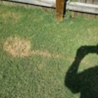 Think Green Lawn Service