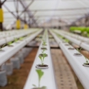Hains Greenhouses, Inc. - Wholesale Florists