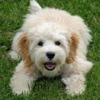Classie Dawg Pet Grooming gallery