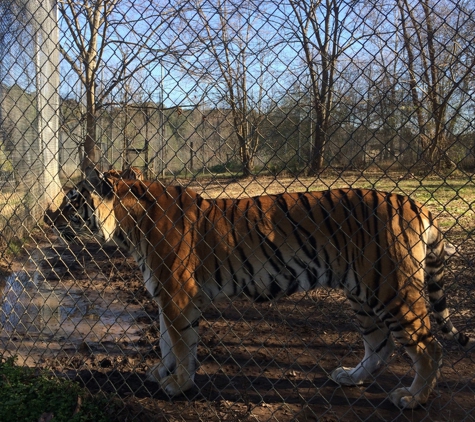 Carolina Tiger Rescue - Pittsboro, NC