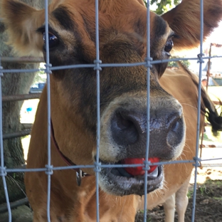 Hallockville Museum Farm - Riverhead, NY