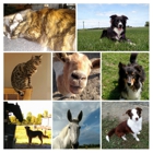 Creature Comforts Animal Care, LLC