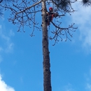 Fairchild Tree Removal - Tree Service
