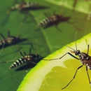 Capitol Pest Control - Pest Control Equipment & Supplies