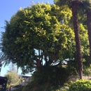 Pacific West Tree Care Inc. - Tree Service