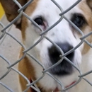 Brandywine Valley SPCA - Animal Shelters