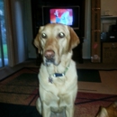 Country Veterinary Clinic - Veterinarians