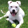 Dogs Day Inn gallery
