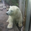 Buffalo Zoo gallery