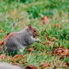 Urban Wildlife Solutions gallery
