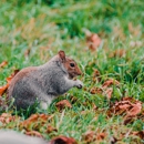 Urban Wildlife Solutions - Pest Control Services