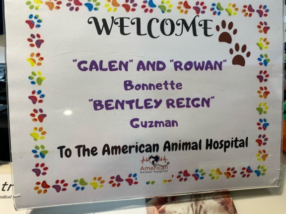 American Animal Hospital, P.C. - Randolph, NJ