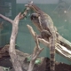 Reptile & Amphibian Discovery