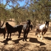 Pacific Equine Friesian Rescue (Sanctuary) gallery