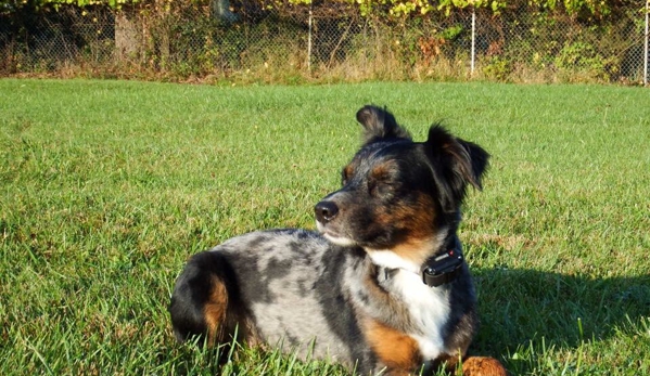 All Paws Pet Grooming - Cleveland, OH. Cheetos enjoying Fall