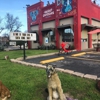 Great Outdogs gallery