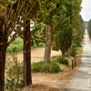 Primavera Dreams gallery