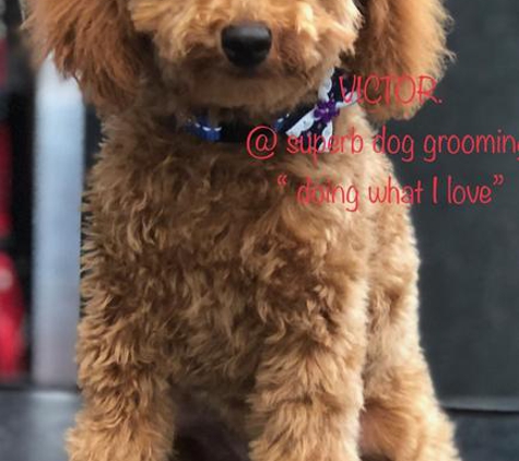 Superb Dog Grooming - Wheelers Hill, VIC. Victor