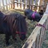 The Painted Pony Petting Zoo and Pony Ride Service gallery