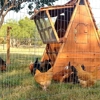Texas Ranch Hen Houses Chicken Coop Fence Posts gallery