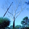 Tree Experts gallery