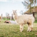 Valley View Veterinary Clinic - Pet Services