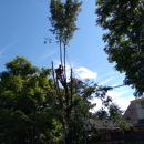 Glovers Tree Service - Tree Service