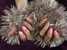 BC Beauty - Artificial Nails