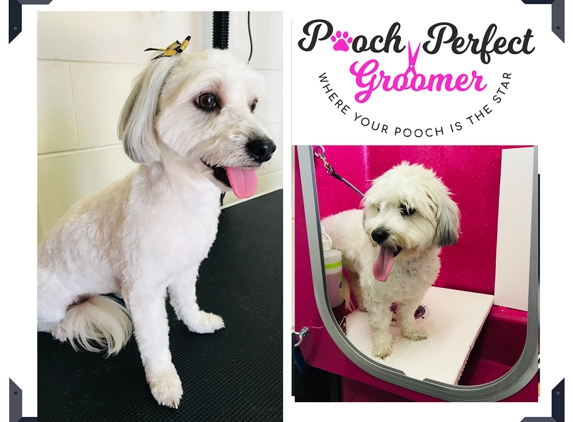 Pooch Perfect Groomer