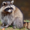 Mac's Wildlife Removal Service gallery