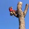 Bros Tree Service gallery